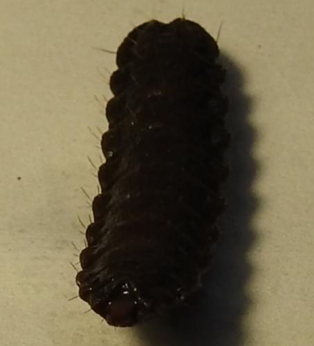 Hermetia illucens
